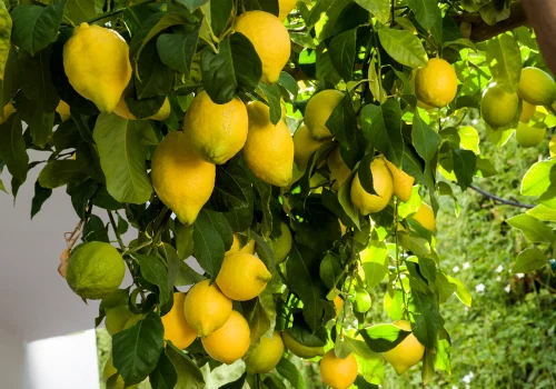 amalfi-limoneto
