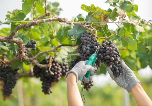 hands-holding-cutting-grape-from-plant copia