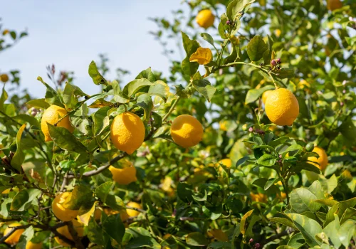 limoni-capri-italiaura