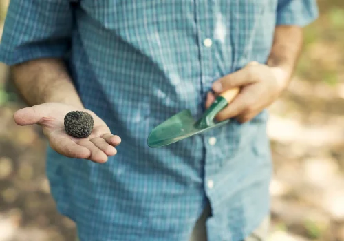 man-holding-black-truffle-with-thumb-up-nature copia